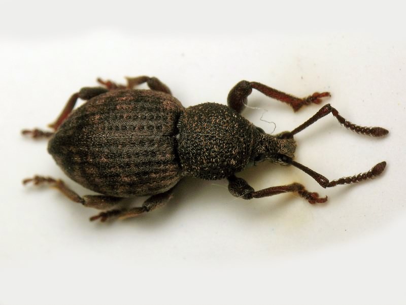 Otiorhynchus raucus (Fabricius, 1777)